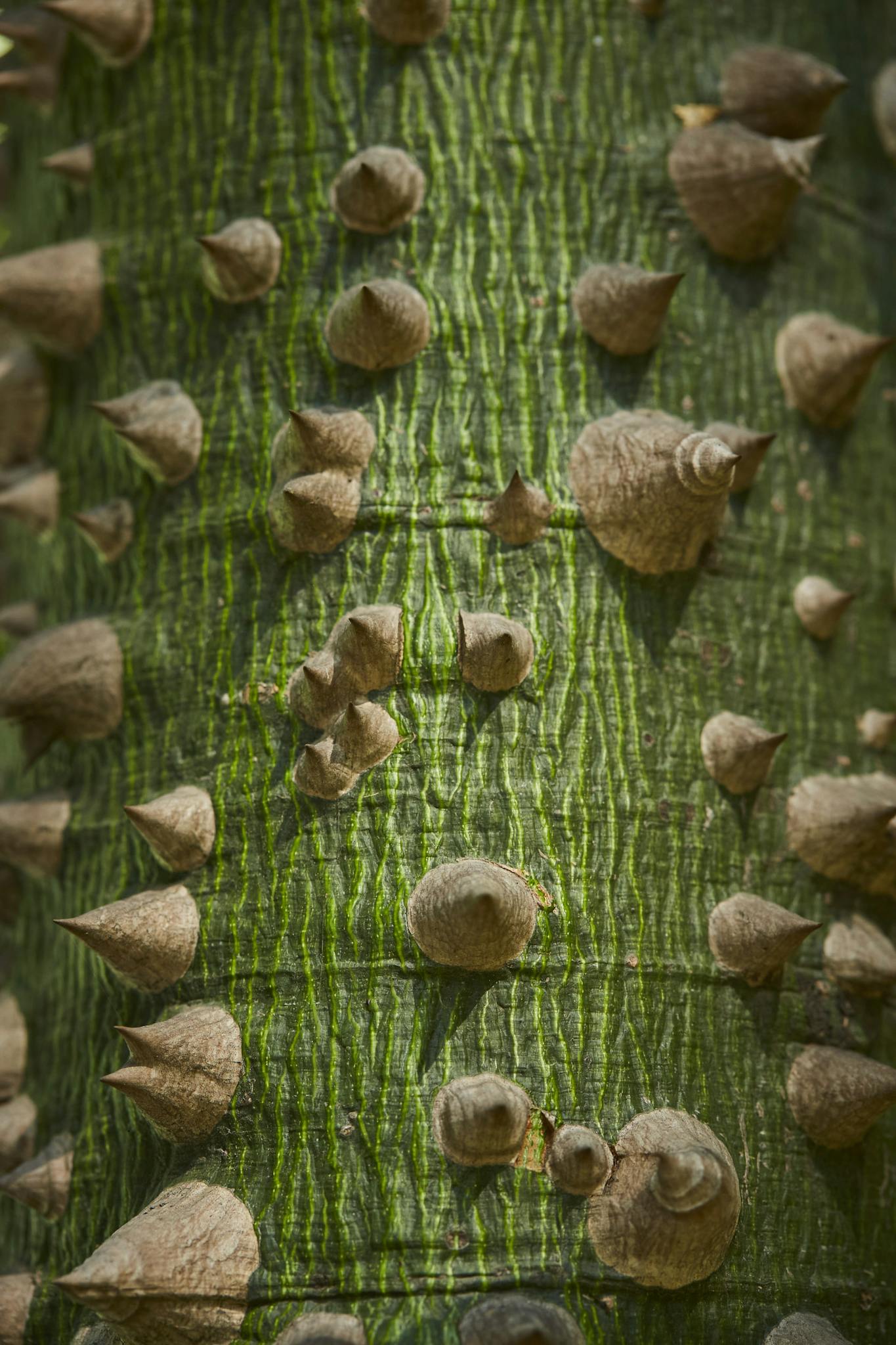 Detailed view of a Ceiba tree trunk with distinct spiky thorns and green texture.